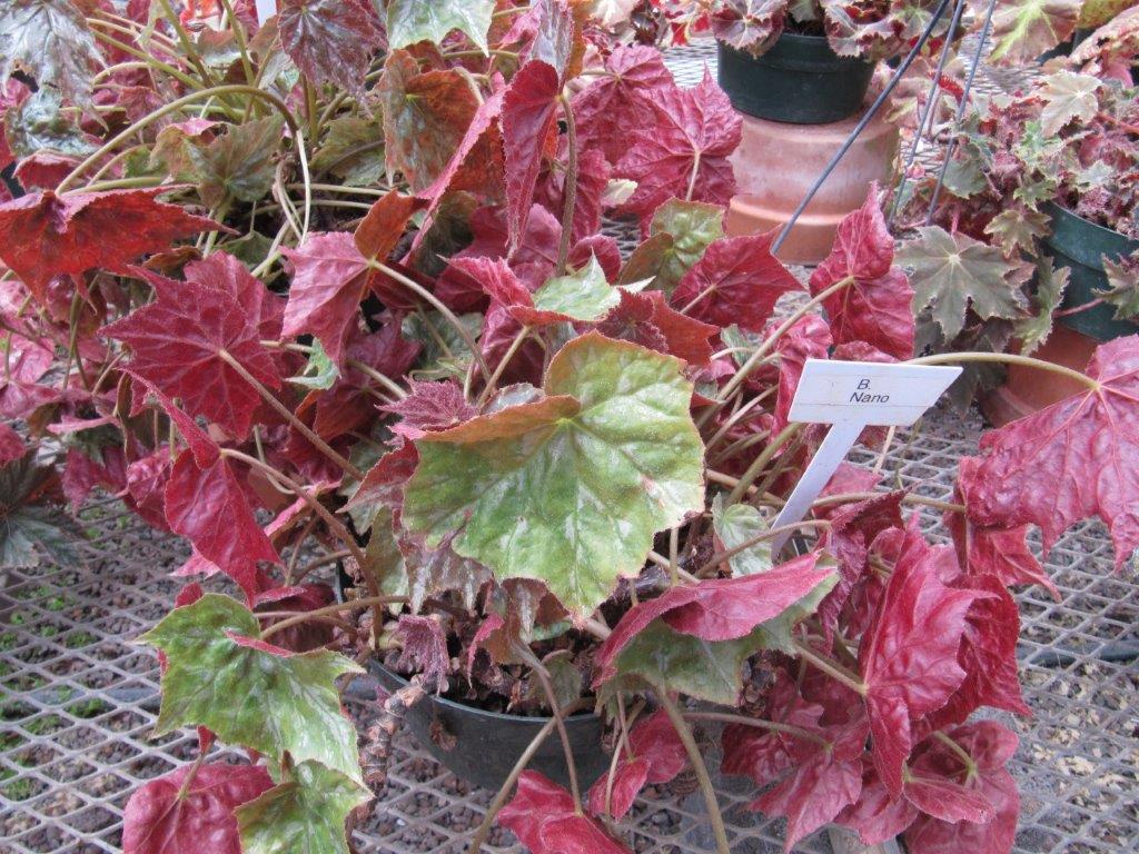 B. ‘Nano’